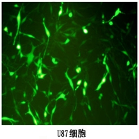 稳定细胞株构建--U87细胞